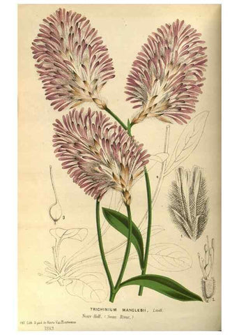 Reproducción/Reproduction 49588623236: Flore des serres et des jardins de l'Europe. A Gand :chez Louis van Houtte, eÌditeur,1845-1880.. 