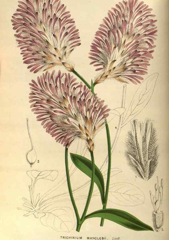 Reproducción/Reproduction 49588623236: Flore des serres et des jardins de l'Europe. A Gand :chez Louis van Houtte, eÌditeur,1845-1880.. 