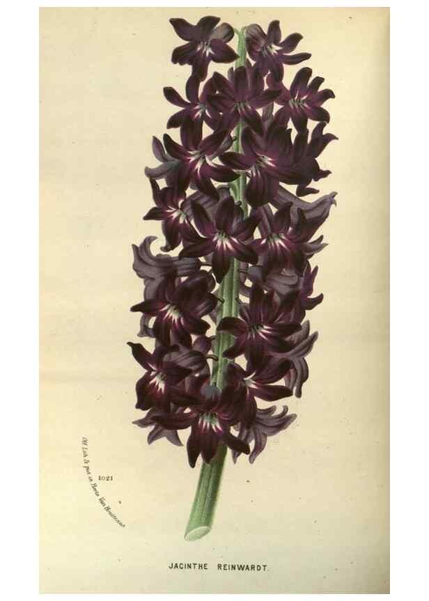 Reproducción/Reproduction 49588869537: Flore des serres et des jardins de l'Europe. A Gand :chez Louis van Houtte, eÌditeur,1845-1880.. 