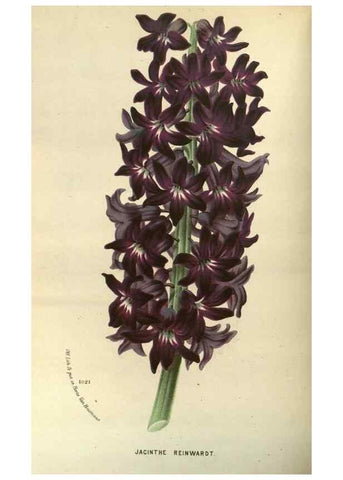 Reproducción/Reproduction 49588869537: Flore des serres et des jardins de l'Europe. A Gand :chez Louis van Houtte, eÌditeur,1845-1880.. 