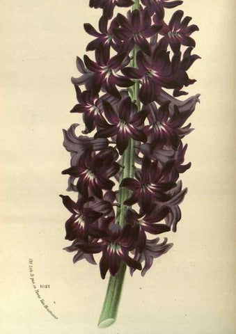 Reproducción/Reproduction 49588869537: Flore des serres et des jardins de l'Europe. A Gand :chez Louis van Houtte, eÌditeur,1845-1880.. 
