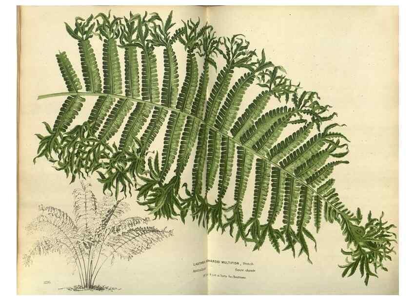 Reproducción/Reproduction 49588869757: Flore des serres et des jardins de l'Europe. A Gand :chez Louis van Houtte, eÌditeur,1845-1880.. 