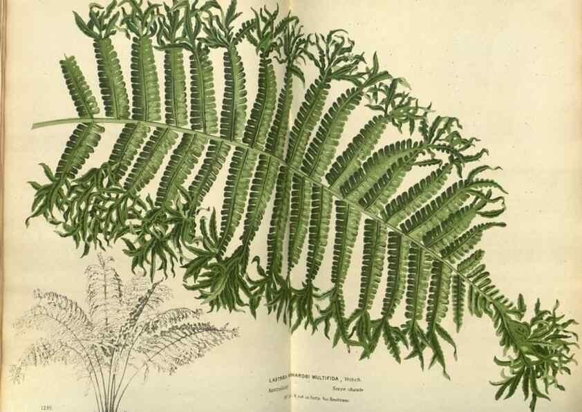 Reproducción/Reproduction 49588869757: Flore des serres et des jardins de l'Europe. A Gand :chez Louis van Houtte, eÌditeur,1845-1880.. 