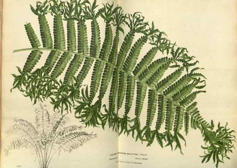 Reproducción/Reproduction 49588869757: Flore des serres et des jardins de l'Europe. A Gand :chez Louis van Houtte, eÌditeur,1845-1880.. 