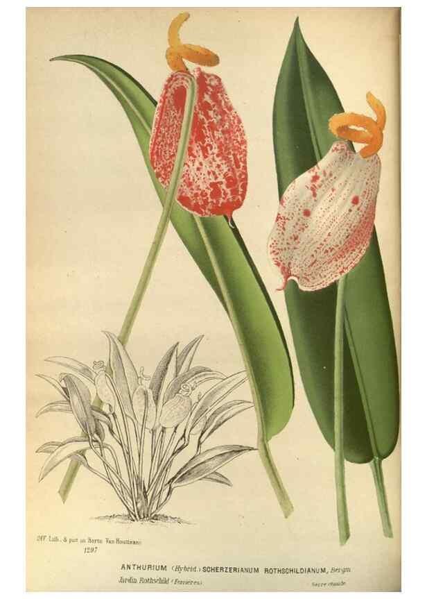Reproducción/Reproduction 49588133413: Flore des serres et des jardins de l'Europe. A Gand :chez Louis van Houtte, eÌditeur,1845-1880.. 