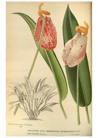 Reproducción/Reproduction 49588133413: Flore des serres et des jardins de l'Europe. A Gand :chez Louis van Houtte, eÌditeur,1845-1880.. 