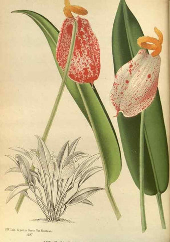 Reproducción/Reproduction 49588133413: Flore des serres et des jardins de l'Europe. A Gand :chez Louis van Houtte, eÌditeur,1845-1880.. 