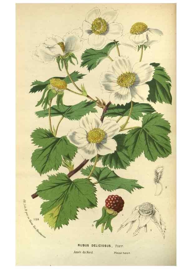 Reproducción/Reproduction 49588133668: Flore des serres et des jardins de l'Europe. A Gand :chez Louis van Houtte, eÌditeur,1845-1880.. 