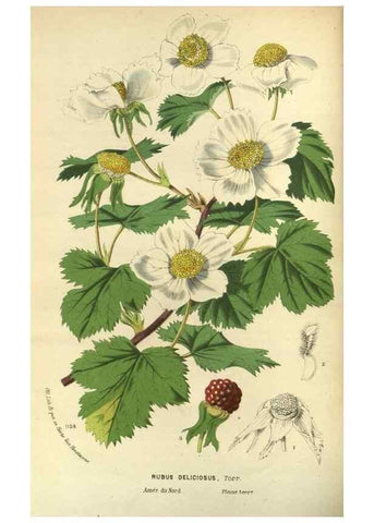 Reproducción/Reproduction 49588133668: Flore des serres et des jardins de l'Europe. A Gand :chez Louis van Houtte, eÌditeur,1845-1880.. 