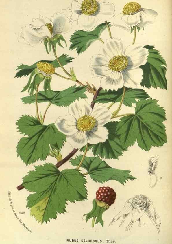 Reproducción/Reproduction 49588133668: Flore des serres et des jardins de l'Europe. A Gand :chez Louis van Houtte, eÌditeur,1845-1880.. 