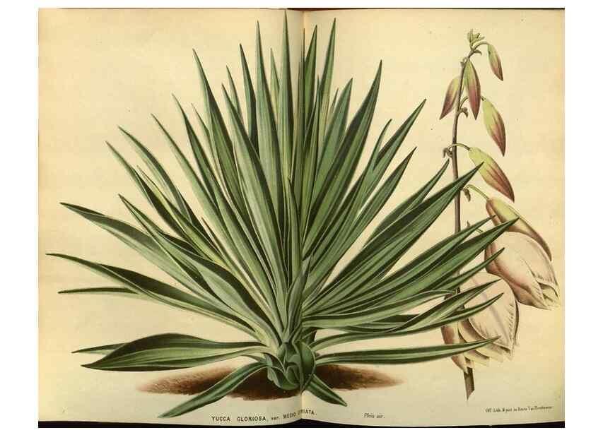 Reproducción/Reproduction 49588622566: Flore des serres et des jardins de l'Europe. A Gand :chez Louis van Houtte, eÌditeur,1845-1880.. 
