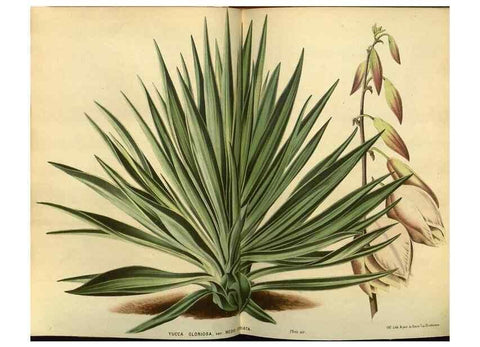 Reproducción/Reproduction 49588622566: Flore des serres et des jardins de l'Europe. A Gand :chez Louis van Houtte, eÌditeur,1845-1880.. 