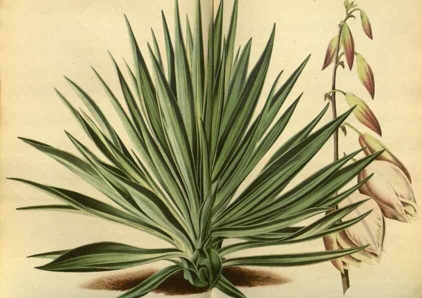 Reproducción/Reproduction 49588622566: Flore des serres et des jardins de l'Europe. A Gand :chez Louis van Houtte, eÌditeur,1845-1880.. 