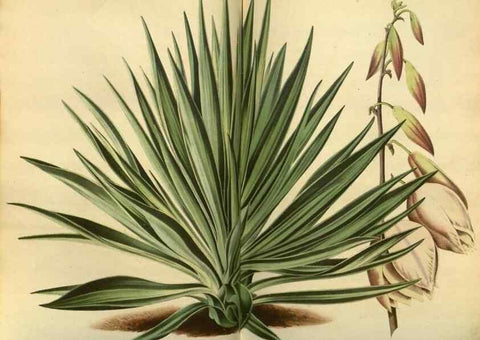 Reproducción/Reproduction 49588622566: Flore des serres et des jardins de l'Europe. A Gand :chez Louis van Houtte, eÌditeur,1845-1880.. 