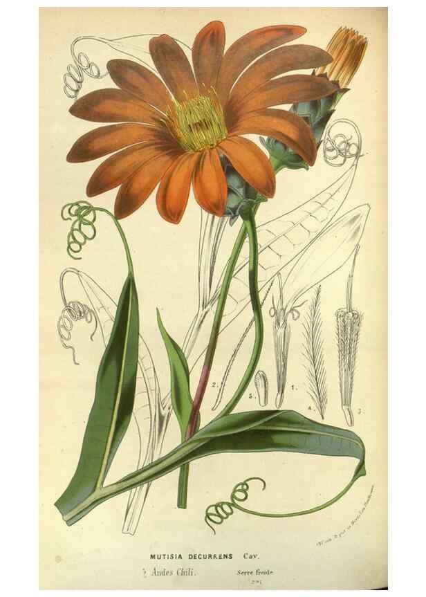 Reproducción/Reproduction 49588134443: Flore des serres et des jardins de l'Europe. A Gand :chez Louis van Houtte, eÌditeur,1845-1880.. 