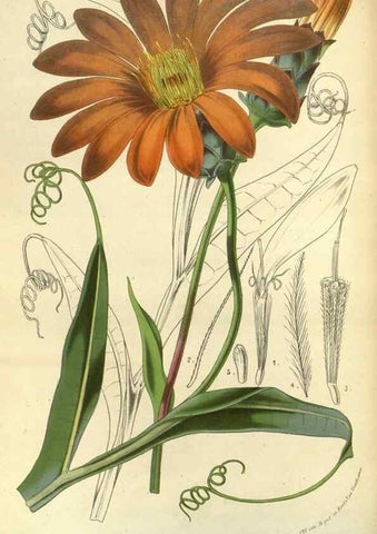 Reproducción/Reproduction 49588134443: Flore des serres et des jardins de l'Europe. A Gand :chez Louis van Houtte, eÌditeur,1845-1880.. 