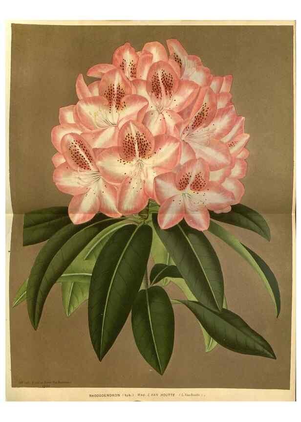 Reproducción/Reproduction 49588134748: Flore des serres et des jardins de l'Europe. A Gand :chez Louis van Houtte, eÌditeur,1845-1880.. 