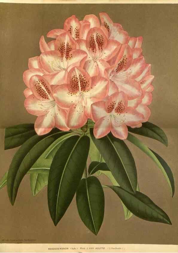 Reproducción/Reproduction 49588134748: Flore des serres et des jardins de l'Europe. A Gand :chez Louis van Houtte, eÌditeur,1845-1880.. 