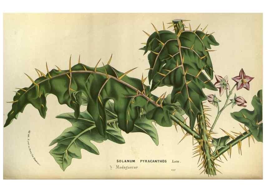 Reproducción/Reproduction 49588134923: Flore des serres et des jardins de l'Europe. A Gand :chez Louis van Houtte, eÌditeur,1845-1880.. 