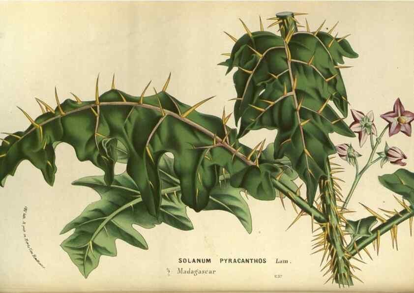 Reproducción/Reproduction 49588134923: Flore des serres et des jardins de l'Europe. A Gand :chez Louis van Houtte, eÌditeur,1845-1880.. 
