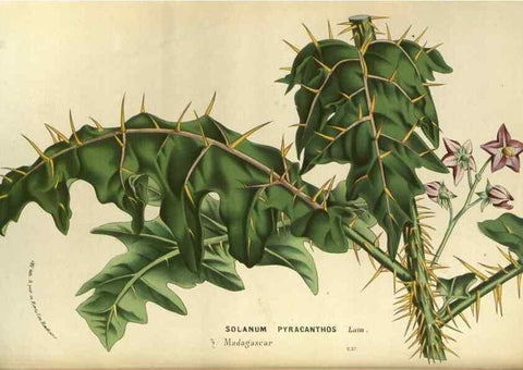 Reproducción/Reproduction 49588134923: Flore des serres et des jardins de l'Europe. A Gand :chez Louis van Houtte, eÌditeur,1845-1880.. 