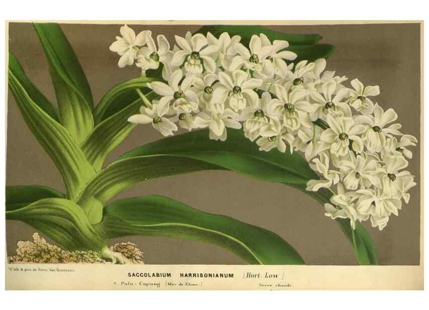 Reproducción/Reproduction 49588871697: Flore des serres et des jardins de l'Europe. A Gand :chez Louis van Houtte, eÌditeur,1845-1880.. 