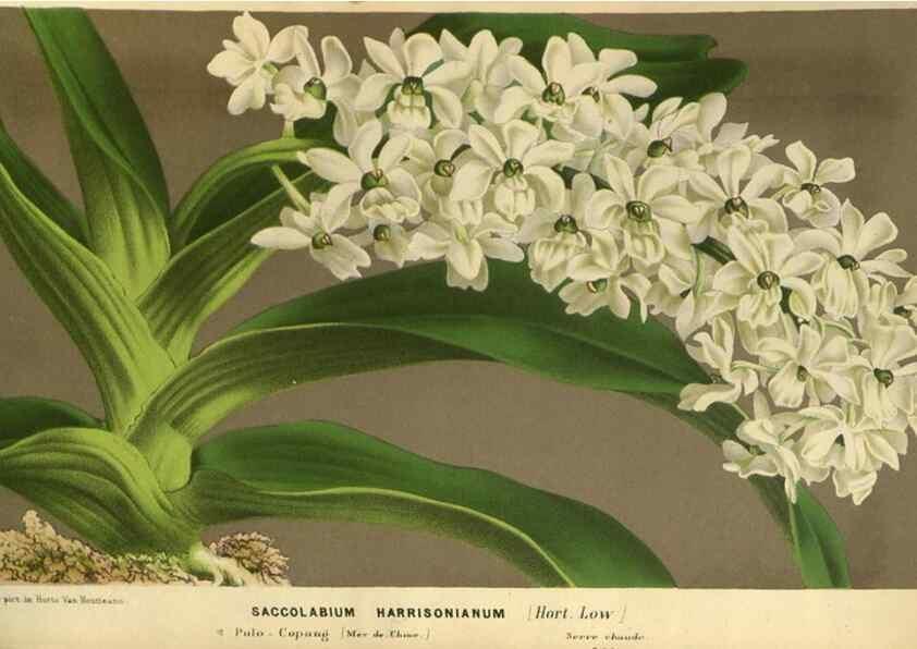 Reproducción/Reproduction 49588871697: Flore des serres et des jardins de l'Europe. A Gand :chez Louis van Houtte, eÌditeur,1845-1880.. 