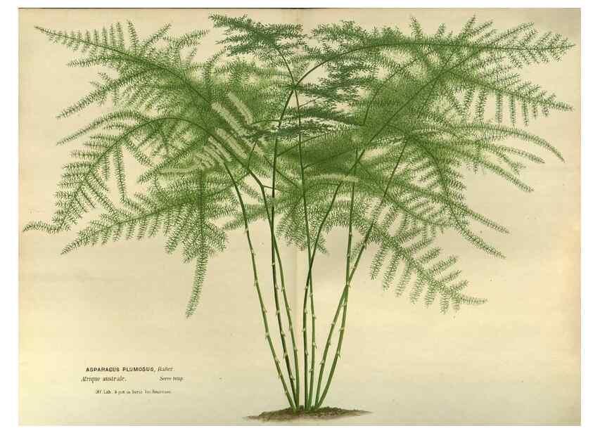 Reproducción/Reproduction 49588871912: Flore des serres et des jardins de l'Europe. A Gand :chez Louis van Houtte, eÌditeur,1845-1880.. 