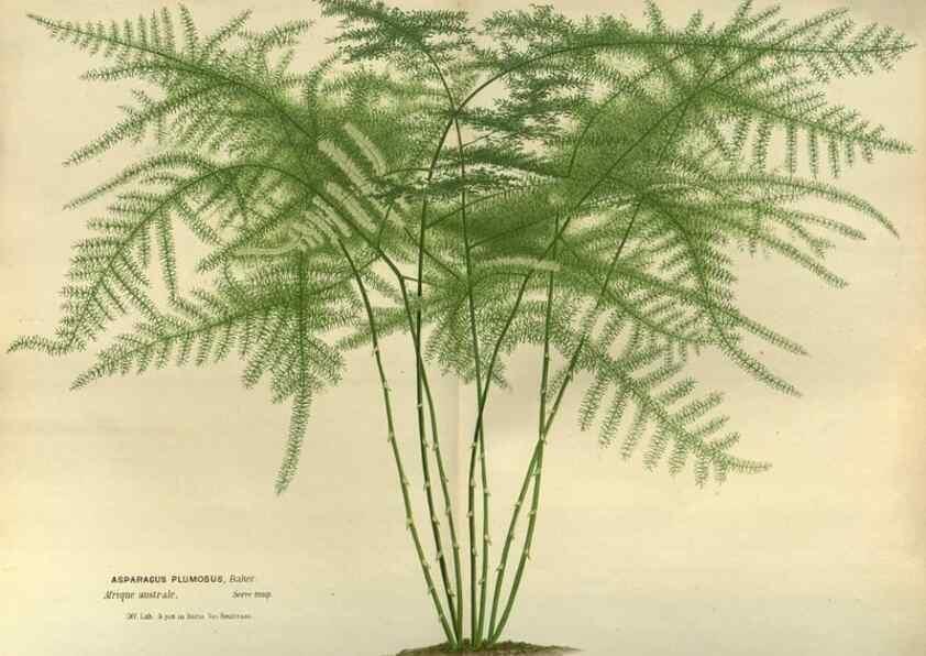 Reproducción/Reproduction 49588871912: Flore des serres et des jardins de l'Europe. A Gand :chez Louis van Houtte, eÌditeur,1845-1880.. 