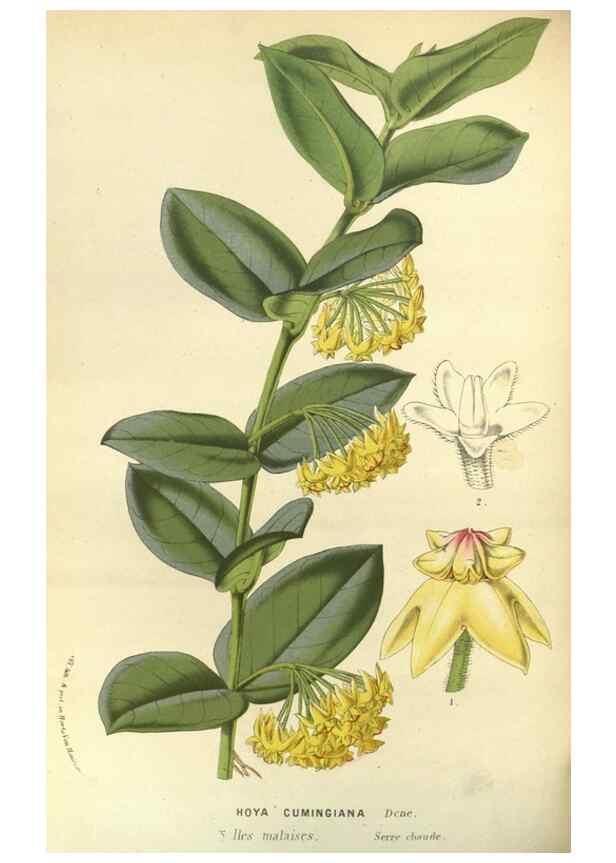 Reproducción/Reproduction 49588135538: Flore des serres et des jardins de l'Europe. A Gand :chez Louis van Houtte, eÌditeur,1845-1880.. 