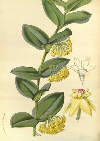 Reproducción/Reproduction 49588135538: Flore des serres et des jardins de l'Europe. A Gand :chez Louis van Houtte, eÌditeur,1845-1880.. 