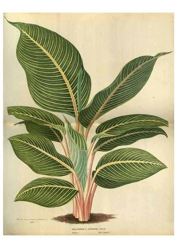 Reproducción/Reproduction 49588872267: Flore des serres et des jardins de l'Europe. A Gand :chez Louis van Houtte, eÌditeur,1845-1880.. 
