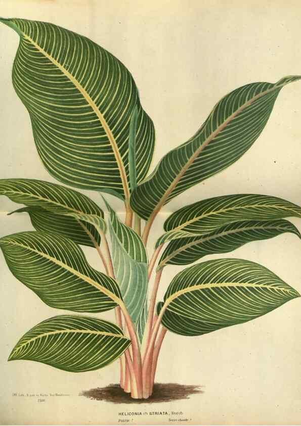 Reproducción/Reproduction 49588872267: Flore des serres et des jardins de l'Europe. A Gand :chez Louis van Houtte, eÌditeur,1845-1880.. 