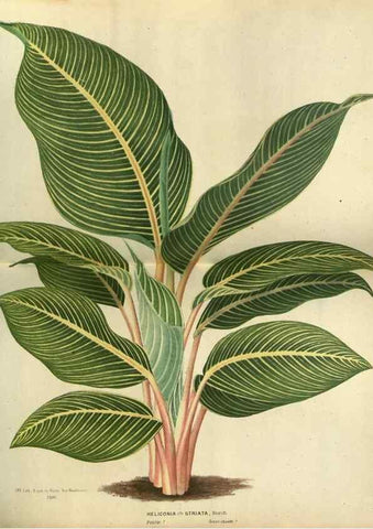 Reproducción/Reproduction 49588872267: Flore des serres et des jardins de l'Europe. A Gand :chez Louis van Houtte, eÌditeur,1845-1880.. 