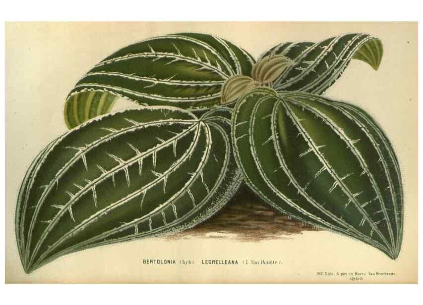 Reproducción/Reproduction 49588134153: Flore des serres et des jardins de l'Europe. A Gand :chez Louis van Houtte, eÌditeur,1845-1880.. 