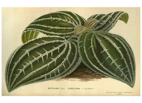 Reproducción/Reproduction 49588134153: Flore des serres et des jardins de l'Europe. A Gand :chez Louis van Houtte, eÌditeur,1845-1880.. 