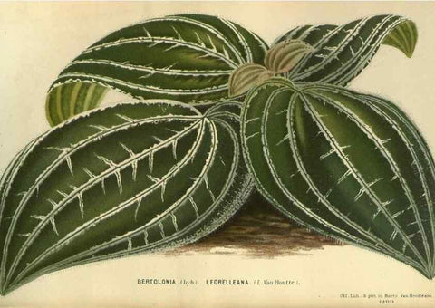 Reproducción/Reproduction 49588134153: Flore des serres et des jardins de l'Europe. A Gand :chez Louis van Houtte, eÌditeur,1845-1880.. 