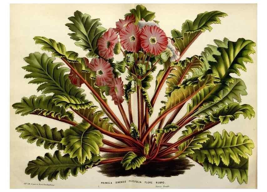 Reproducción/Reproduction 49587881428: Flore des serres et des jardins de l'Europe. A Gand :chez Louis van Houtte, eÌditeur,1845-1880.. 