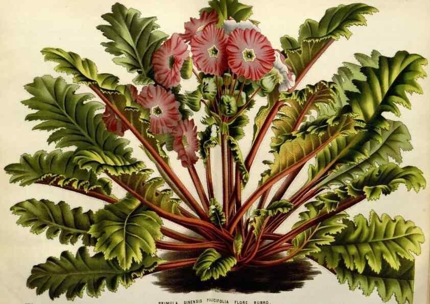 Reproducción/Reproduction 49587881428: Flore des serres et des jardins de l'Europe. A Gand :chez Louis van Houtte, eÌditeur,1845-1880.. 