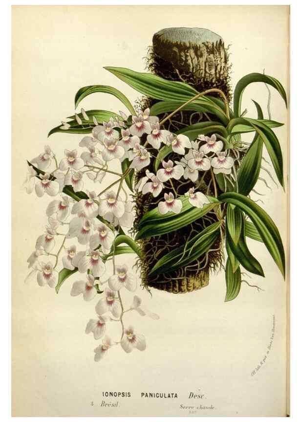 Reproducción/Reproduction 49588373351: Flore des serres et des jardins de l'Europe. A Gand :chez Louis van Houtte, eÌditeur,1845-1880.. 