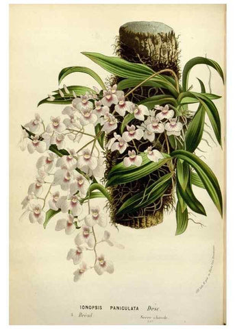 Reproducción/Reproduction 49588373351: Flore des serres et des jardins de l'Europe. A Gand :chez Louis van Houtte, eÌditeur,1845-1880.. 