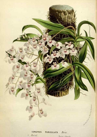 Reproducción/Reproduction 49588373351: Flore des serres et des jardins de l'Europe. A Gand :chez Louis van Houtte, eÌditeur,1845-1880.. 