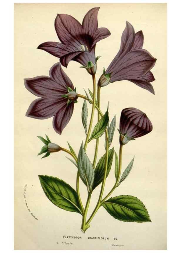 Reproducción/Reproduction 49588617667: Flore des serres et des jardins de l'Europe. A Gand :chez Louis van Houtte, eÌditeur,1845-1880.. 