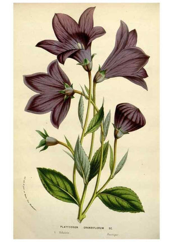 Reproducción/Reproduction 49588617667: Flore des serres et des jardins de l'Europe. A Gand :chez Louis van Houtte, eÌditeur,1845-1880.. 