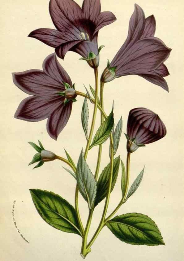 Reproducción/Reproduction 49588617667: Flore des serres et des jardins de l'Europe. A Gand :chez Louis van Houtte, eÌditeur,1845-1880.. 