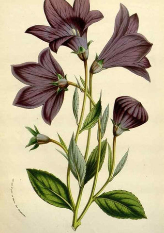 Reproducción/Reproduction 49588617667: Flore des serres et des jardins de l'Europe. A Gand :chez Louis van Houtte, eÌditeur,1845-1880.. 