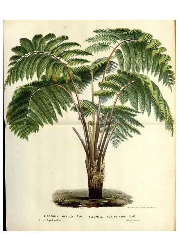 Reproducción/Reproduction 49587863573: Flore des serres et des jardins de l'Europe. A Gand :chez Louis van Houtte, eÌditeur,1845-1880.. 