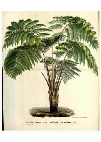 Reproducción/Reproduction 49587863573: Flore des serres et des jardins de l'Europe. A Gand :chez Louis van Houtte, eÌditeur,1845-1880.. 