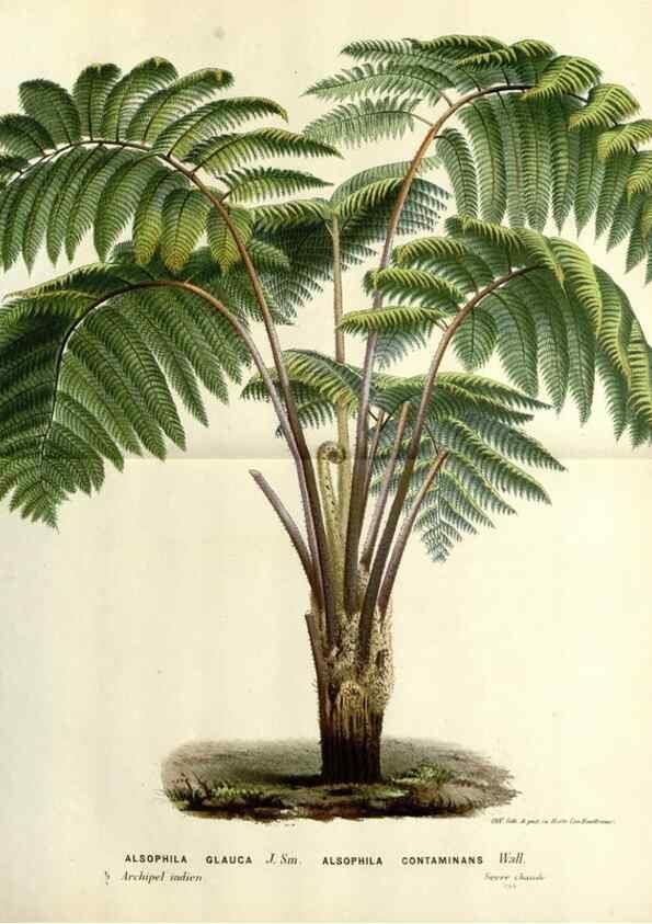 Reproducción/Reproduction 49587863573: Flore des serres et des jardins de l'Europe. A Gand :chez Louis van Houtte, eÌditeur,1845-1880.. 