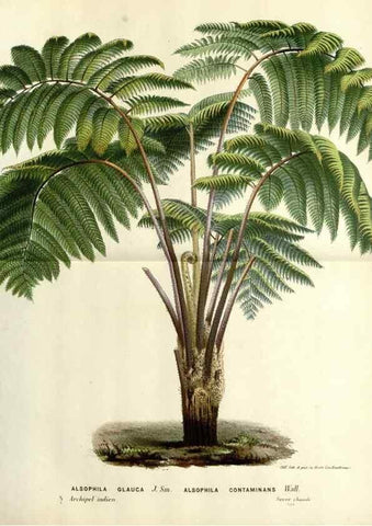 Reproducción/Reproduction 49587863573: Flore des serres et des jardins de l'Europe. A Gand :chez Louis van Houtte, eÌditeur,1845-1880.. 